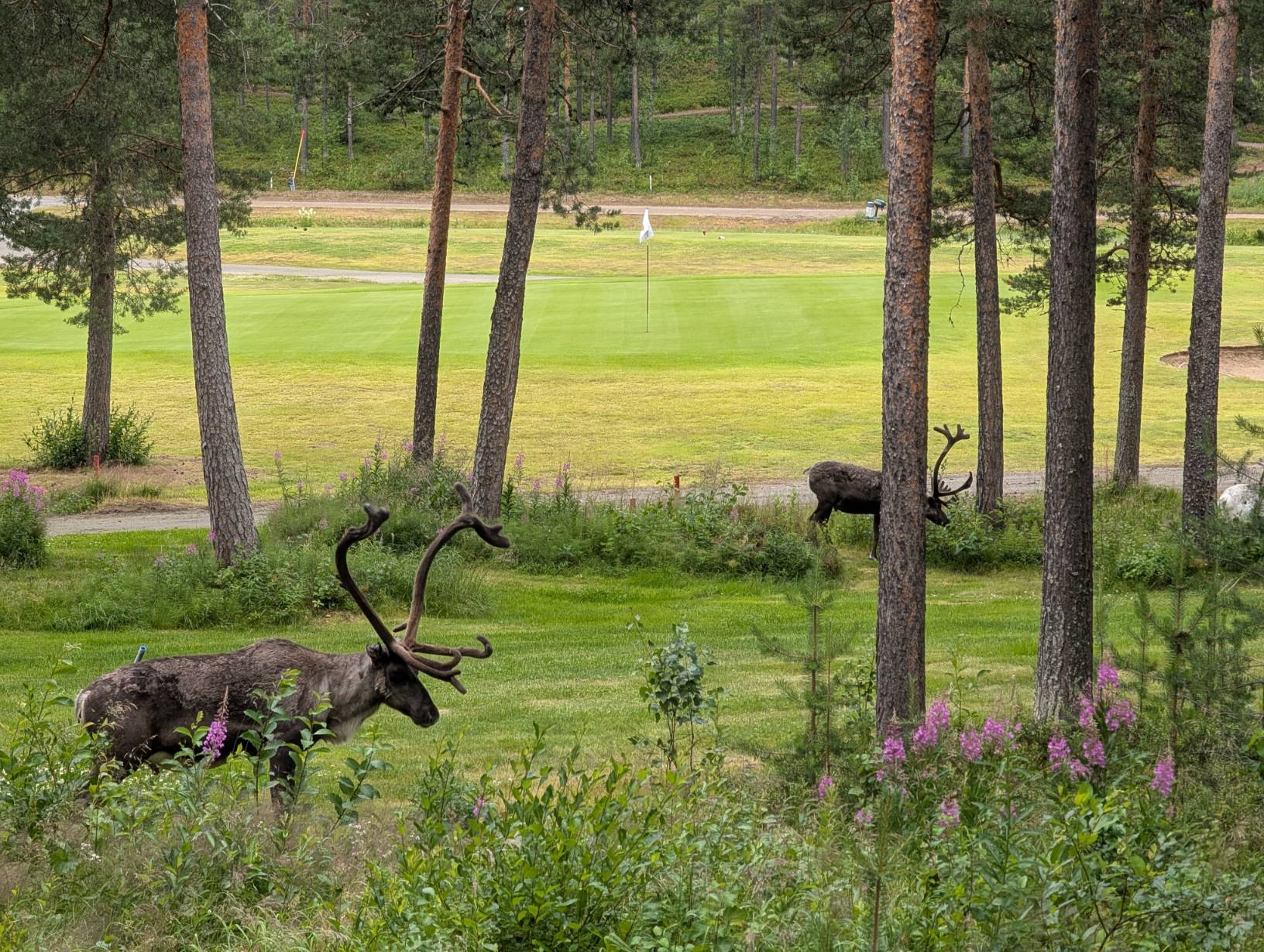 Golfkenttänäkymä Hiihtogreenin terassilta